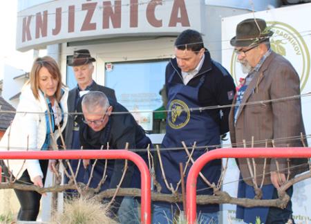 Rez potomke stare trte